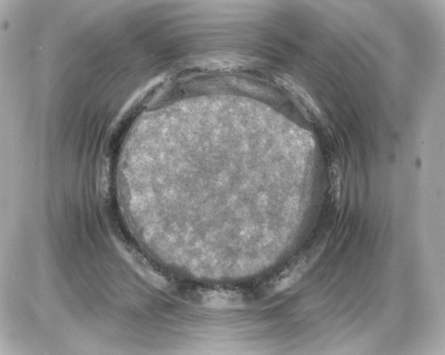 X0000085250400200704092054