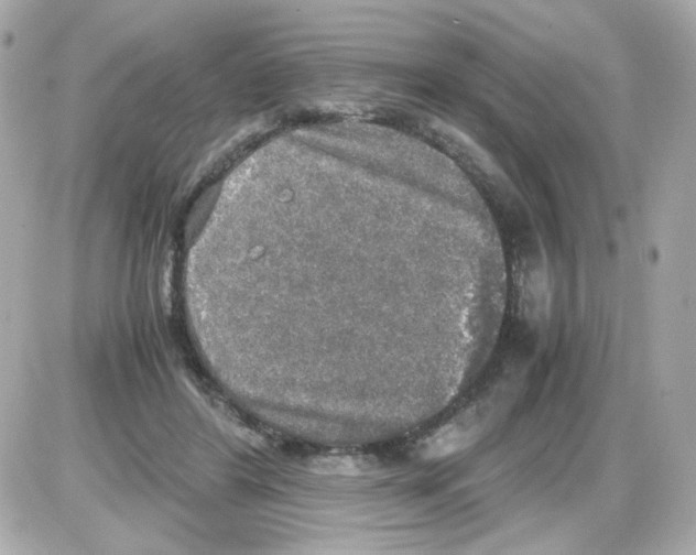 X0000085250404200704092054