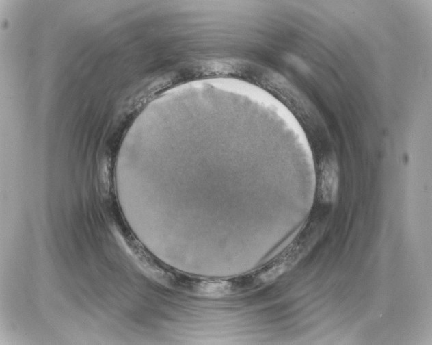 X0000085250410200704092054