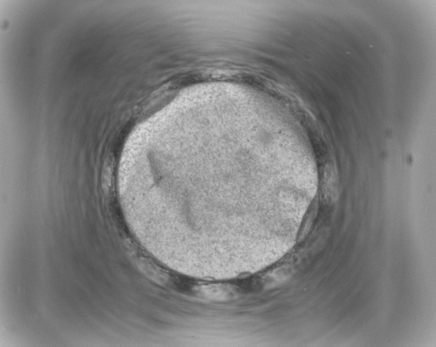 X0000085250417200704092054