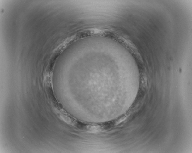 X0000085250419200704092054