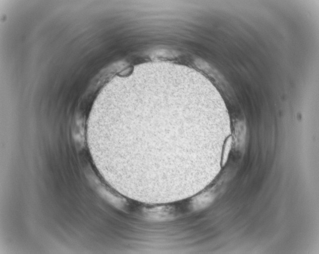 X0000085250430200704092053