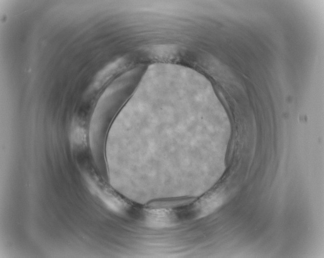 X0000085250432200704092053