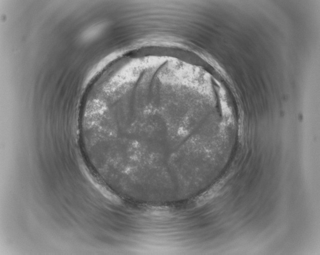 X0000085250438200704092053