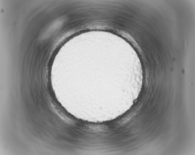 X0000085250439200704092053