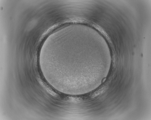 X0000085250442200704092053