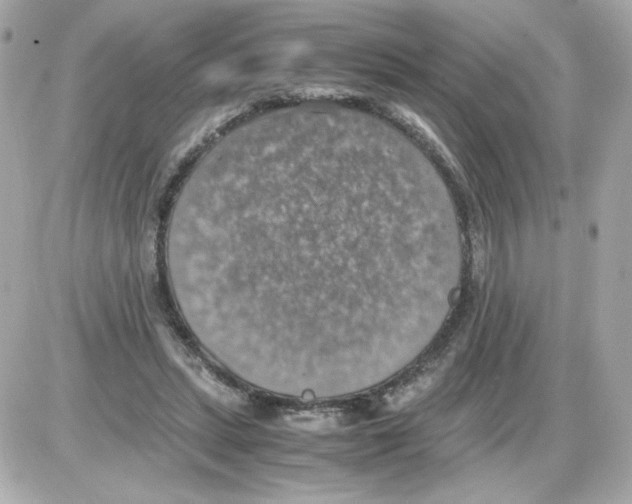 X0000085250447200704092053