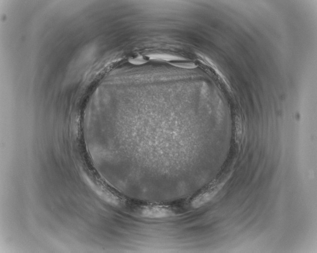 X0000085250451200704092053