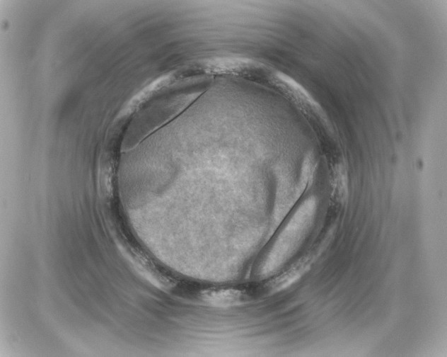 X0000085250452200704092053