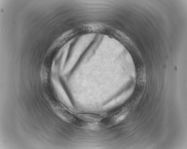 X0000085250456200704092053