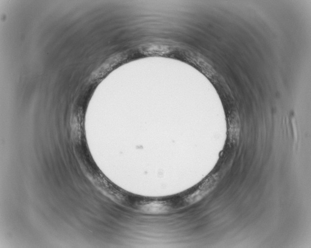 X0000085250460200704092053