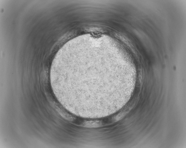 X0000085250461200704092053