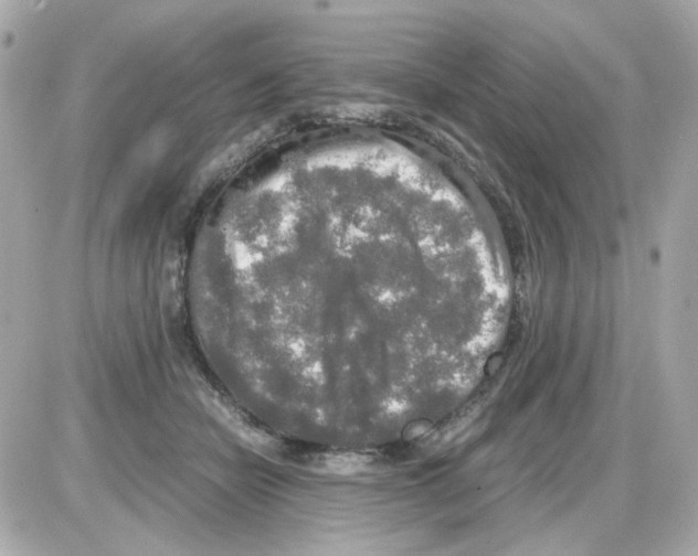 X0000085250462200704092053