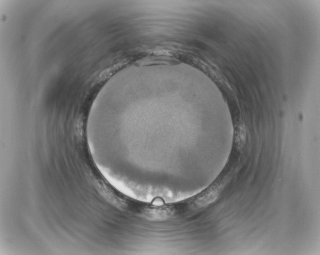 X0000085250466200704092053