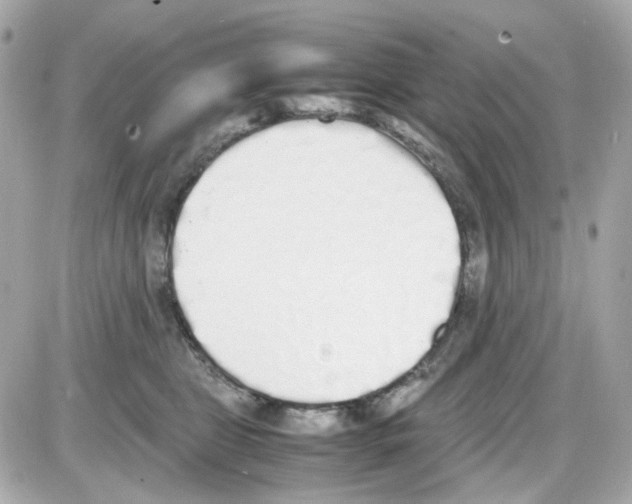 X0000085250469200704092053