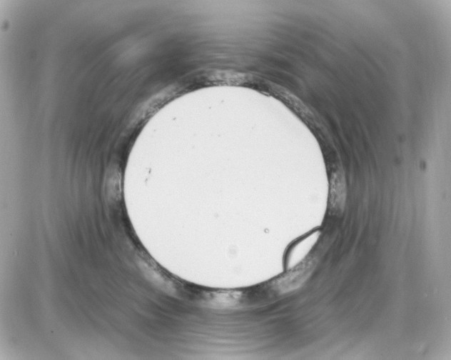 X0000085250474200704092053