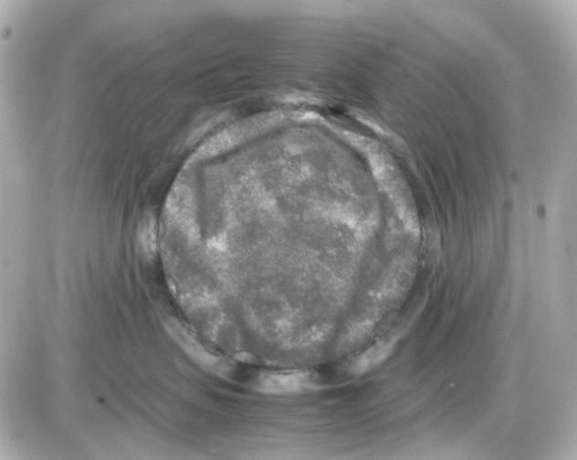 X0000085250479200704092053