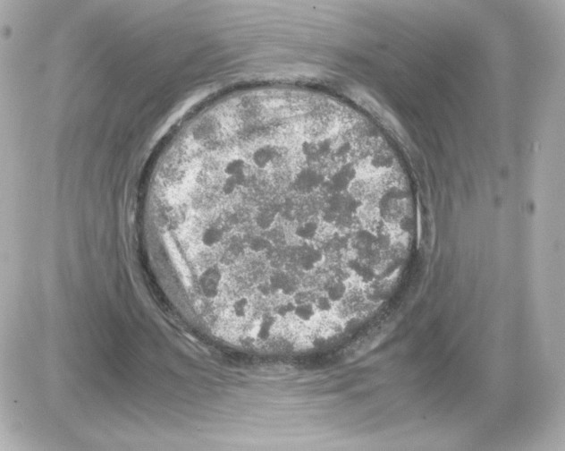 X0000085250483200704092053