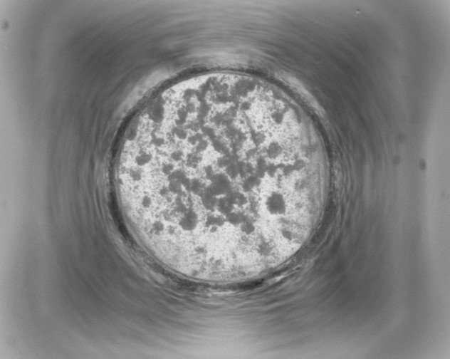 X0000085250487200704092053