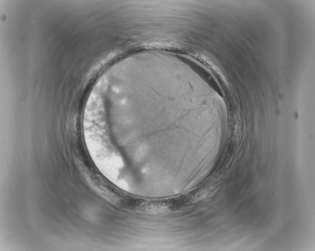 X0000085250491200704092052