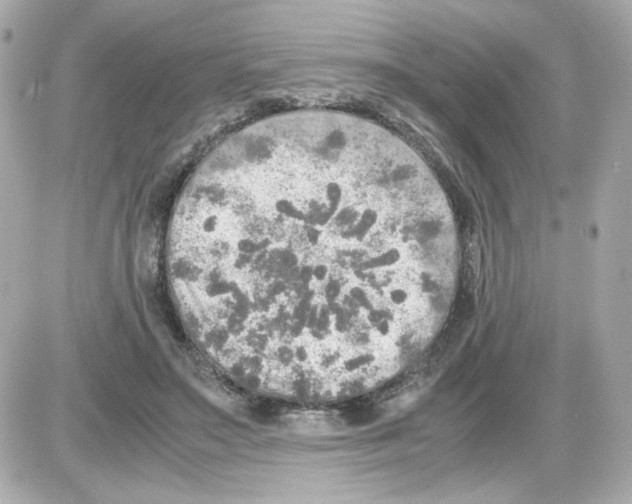 X0000085250499200704092052