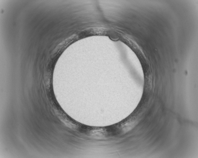 X0000085250505200704092052