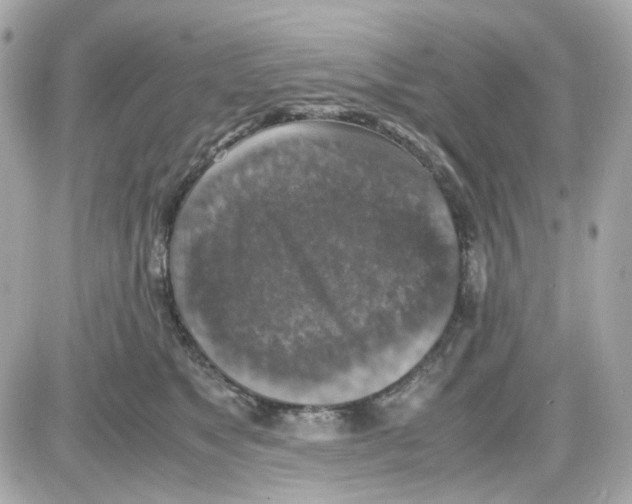 X0000085250517200704092052