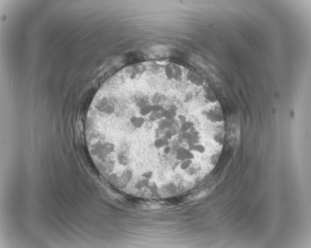 X0000085250523200704092052