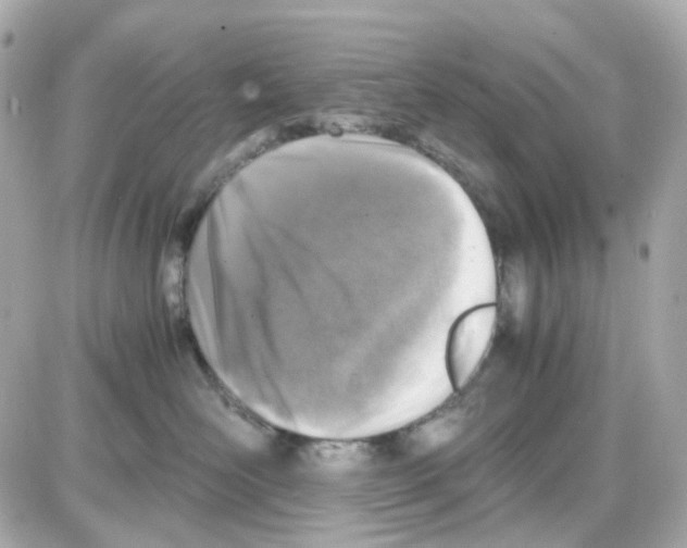 X0000085250526200704092052