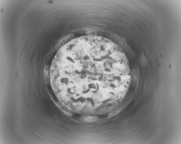 X0000085250527200704092052