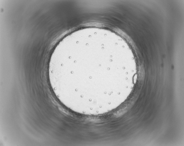 X0000085250529200704092051