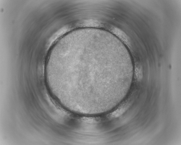 X0000085250534200704092051