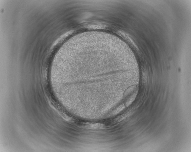 X0000085250539200704092051