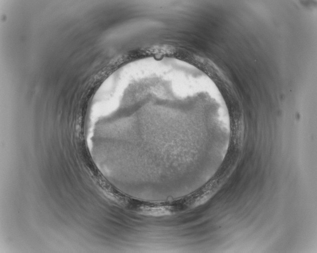 X0000085250553200704092051