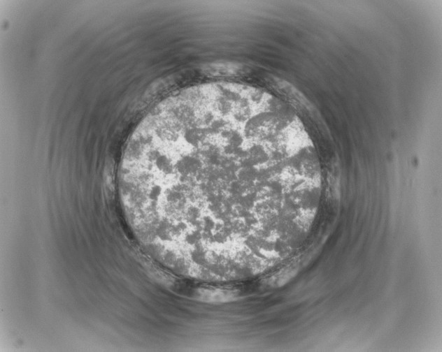 X0000085250561200704092052