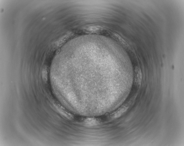 X0000085250562200704092052