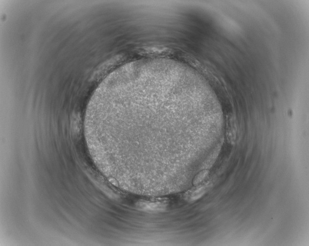 X0000085250563200704092052