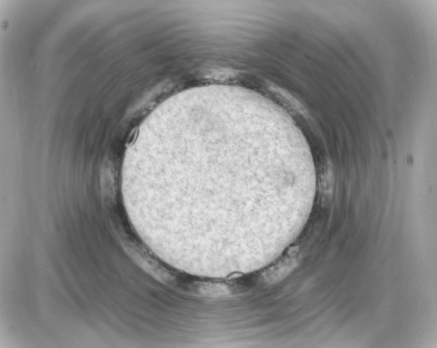 X0000085250572200704092052