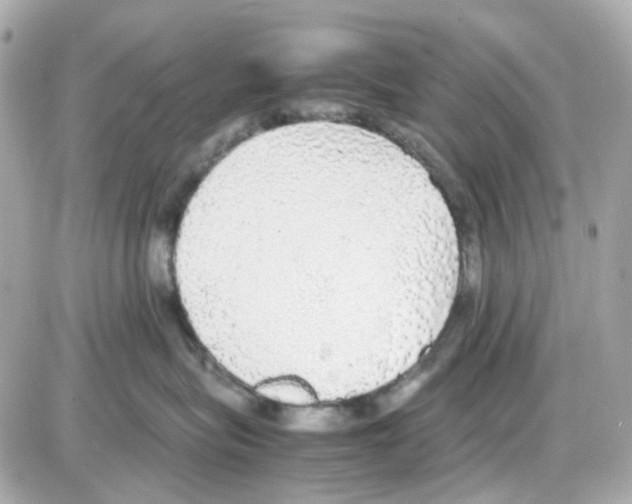 X0000085250575200704092052