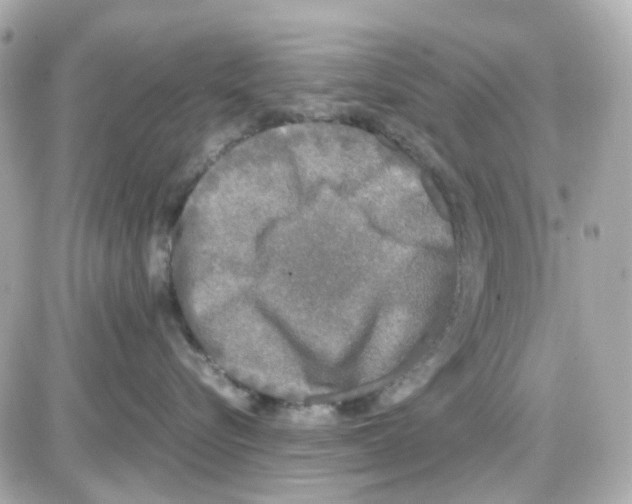 X0000085250576200704092052