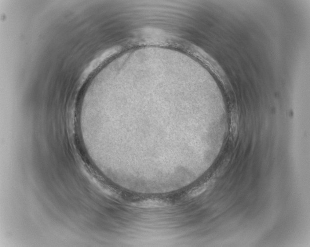 X0000085250578200704092051