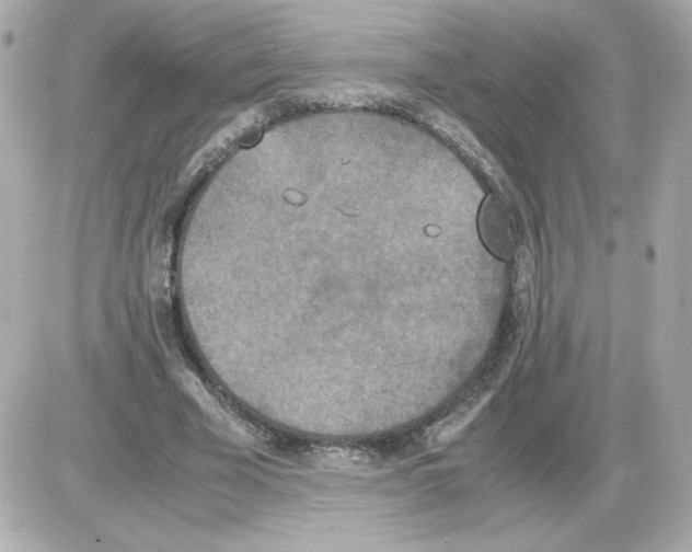 X0000085250585200704092051