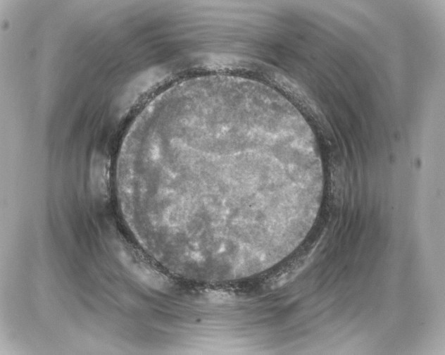 X0000085250592200704092051