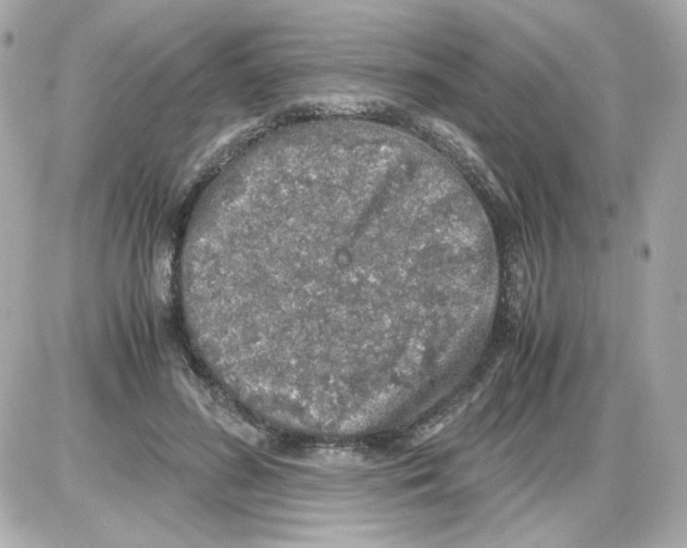 X0000085250596200704092051