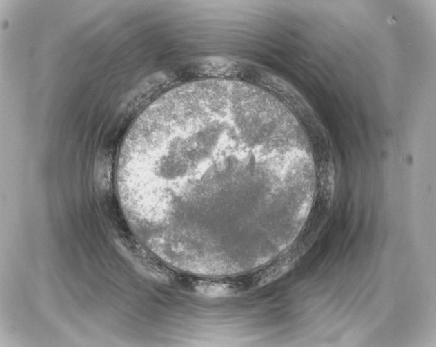 X0000085250602200704092051