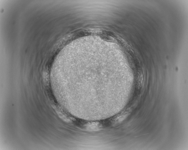 X0000085250609200704092050