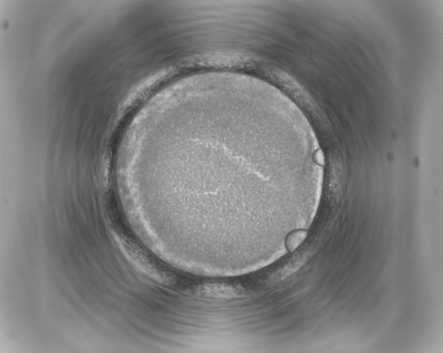 X0000085250636200704092050