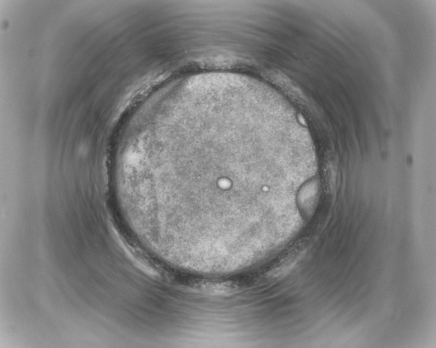 X0000085250638200704092050