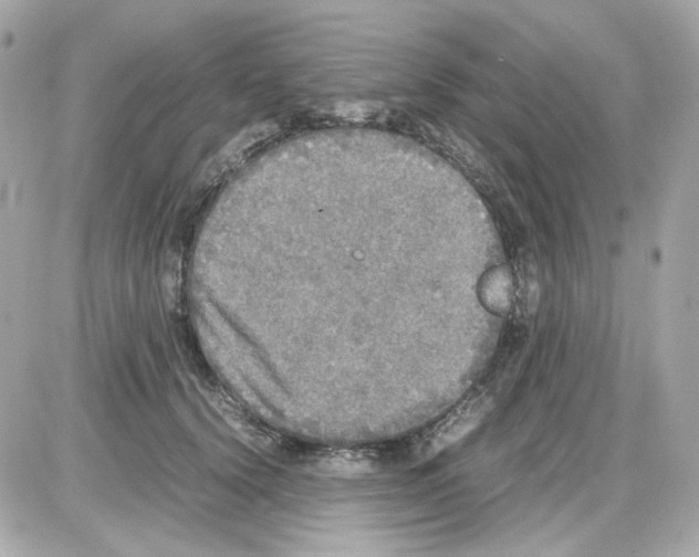 X0000085250656200704092050