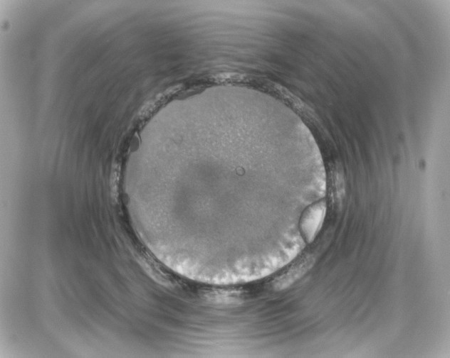 X0000085250664200704092050